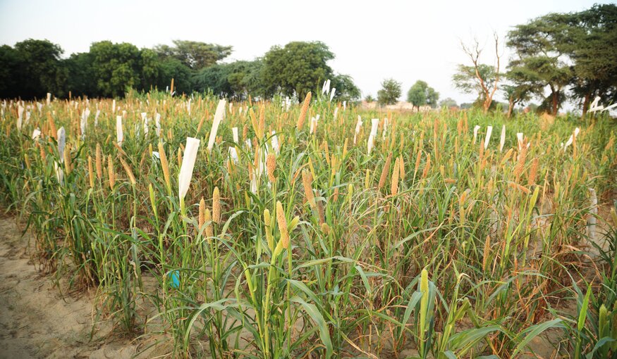 Brushing Off Biotic and Abiotic Stresses