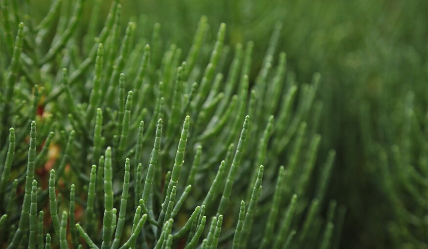 Close up shot of Samphire plant.