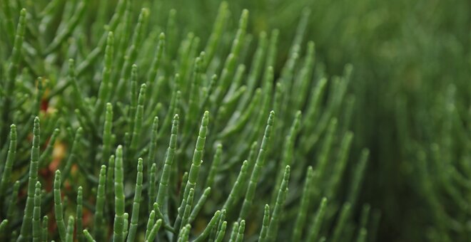 Close up shot of Samphire plant.