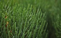 Close up shot of Samphire plant.