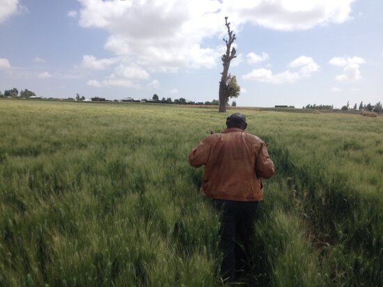 Beautiful field of new ICARDA wheat variety in Ethiopia. Photo credit: Filippo M Bassi