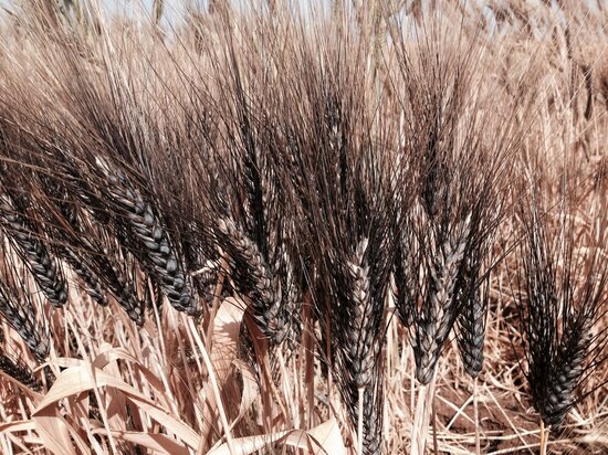 Excellent black owned durum spikes in Lebanon. Photo credit: Filippo M Bassi