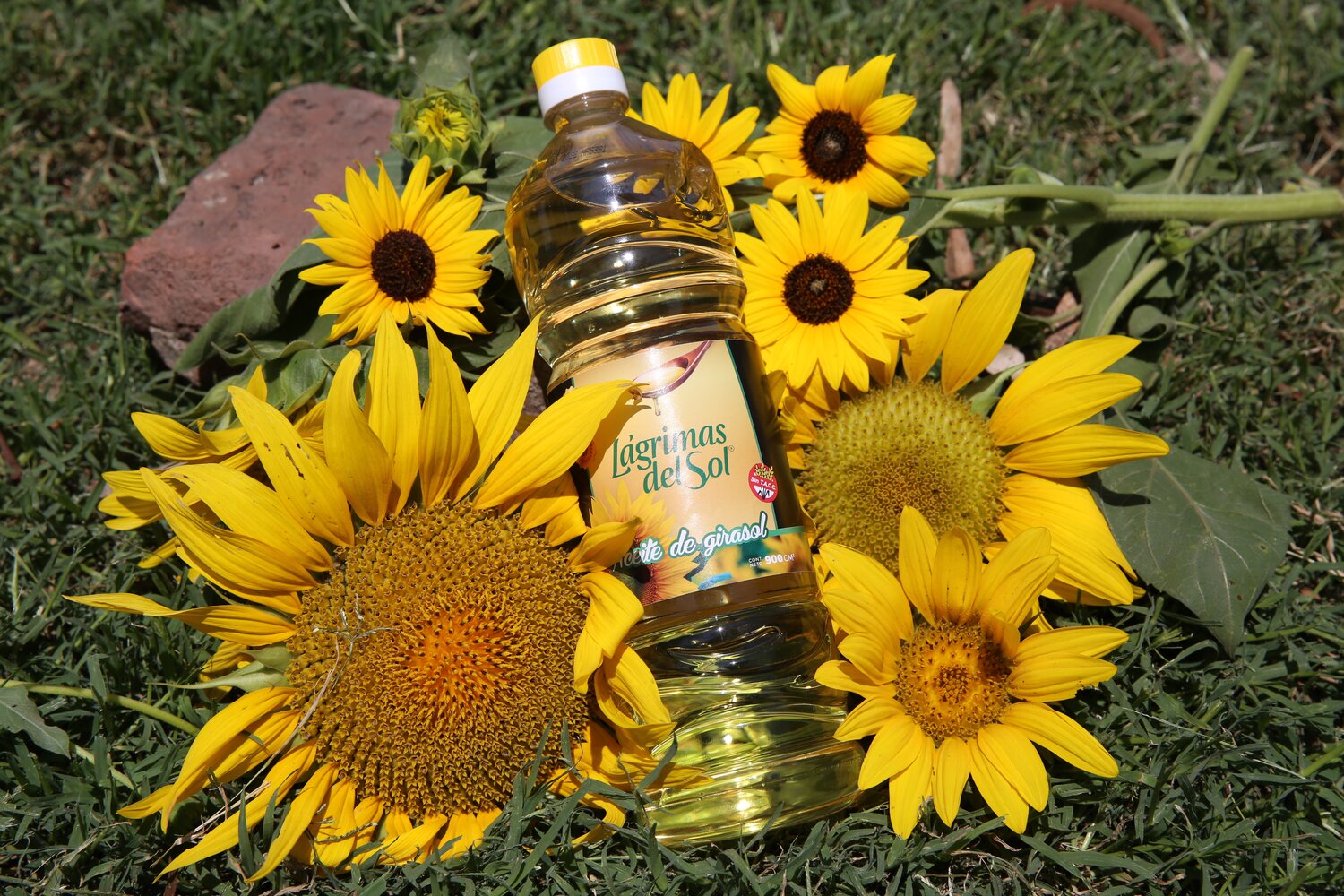 “Lágrimas de Sol” is one of the many sunflower-based products produced and sold by Gente de La Pampa. Sunflower oil is light in color and neutral in flavor; it can withstand high cooking temperatures, which makes it a good all-purpose oil. More importantly, it is low in saturated fat, and, thus, a heart-friendly option.