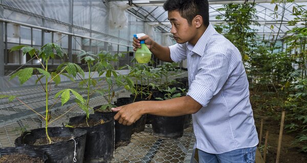 HANOI, VIETNAM, 16 AUGUST 2016: Genetically engineered Cassava plants are transplanted in a experimental greenhouse at the Hanoi headquarters of the International center for Tropical Agriculture. CIAT’s mission is to reduce hunger and poverty, and improve human nutrition in the tropics through research aimed at increasing the eco-efficiency of agriculture. Backed by the Colombian government and Rockefeller, Ford, and Kellogg Foundations, CIAT was formally established in 1967 and began its research in 1969. CIAT’s staff includes about 200 scientists. Supported by a wide array of donors, the Center collaborates with hundreds of partners to conduct high-quality research and translate the results into development impact. A Board of Trustees provides oversight of CIAT’s research and financial management. CIAT develops technologies, methods, and knowledge that better enable farmers, mainly smallholders, to enhance eco-efficiency in agriculture. This makes production more competitive and profitable as well as sustainable and resilient through economically and ecologically sound use of natural resources and purchased inputs. CIAT has global responsibility for the improvement of two staplefoods, cassava and common bean, together with tropical forages for livestock. In Latin America and the Caribbean, research is conducted on rice as well. Representing diverse food groups and a key component of the world’s agricultural biodiversity, those crops are vital for global food and nutrition security. In its work on agrobiodiversity, the Center employs advanced biotechnology to accelerate crop improvement. Progress in our crop research also depends on unique collections of genetic resources– 65,000 crop samples in all – which are held in trust for humanity. Alongside its research on agrobiodiversity, CIAT works in two other areas – soils and decision and policy analysis – which cut across all tropical crops and production environments. Center soil scientists conduct research across scales – from fields and farms to production systems and landscapes – to create new tools and knowledge that help reduce hunger through sustainable intensification of agricultural production, while restoring degraded land and making agriculture climate smart. CIAT’s work on decision and policy analysis harnesses the power of information to influence decisions about issues such as climate change, linking farmers to markets, research impact assessment, and gender equity. (Photo by Brent Stirton/Reportage by Getty Images for Crop Trust)