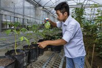 HANOI, VIETNAM, 16 AUGUST 2016: Genetically engineered Cassava plants are transplanted in a experimental greenhouse at the Hanoi headquarters of the International center for Tropical Agriculture. CIAT’s mission is to reduce hunger and poverty, and improve human nutrition in the tropics through research aimed at increasing the eco-efficiency of agriculture. Backed by the Colombian government and Rockefeller, Ford, and Kellogg Foundations, CIAT was formally established in 1967 and began its research in 1969. CIAT’s staff includes about 200 scientists. Supported by a wide array of donors, the Center collaborates with hundreds of partners to conduct high-quality research and translate the results into development impact. A Board of Trustees provides oversight of CIAT’s research and financial management. CIAT develops technologies, methods, and knowledge that better enable farmers, mainly smallholders, to enhance eco-efficiency in agriculture. This makes production more competitive and profitable as well as sustainable and resilient through economically and ecologically sound use of natural resources and purchased inputs. CIAT has global responsibility for the improvement of two staplefoods, cassava and common bean, together with tropical forages for livestock. In Latin America and the Caribbean, research is conducted on rice as well. Representing diverse food groups and a key component of the world’s agricultural biodiversity, those crops are vital for global food and nutrition security. In its work on agrobiodiversity, the Center employs advanced biotechnology to accelerate crop improvement. Progress in our crop research also depends on unique collections of genetic resources– 65,000 crop samples in all – which are held in trust for humanity. Alongside its research on agrobiodiversity, CIAT works in two other areas – soils and decision and policy analysis – which cut across all tropical crops and production environments. Center soil scientists conduct research across scales – from fields and farms to production systems and landscapes – to create new tools and knowledge that help reduce hunger through sustainable intensification of agricultural production, while restoring degraded land and making agriculture climate smart. CIAT’s work on decision and policy analysis harnesses the power of information to influence decisions about issues such as climate change, linking farmers to markets, research impact assessment, and gender equity. (Photo by Brent Stirton/Reportage by Getty Images for Crop Trust)