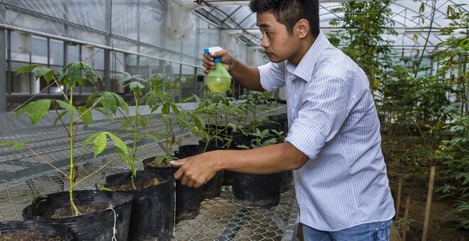 HANOI, VIETNAM, 16 AUGUST 2016: Genetically engineered Cassava plants are transplanted in a experimental greenhouse at the Hanoi headquarters of the International center for Tropical Agriculture. CIAT’s mission is to reduce hunger and poverty, and improve human nutrition in the tropics through research aimed at increasing the eco-efficiency of agriculture. Backed by the Colombian government and Rockefeller, Ford, and Kellogg Foundations, CIAT was formally established in 1967 and began its research in 1969. CIAT’s staff includes about 200 scientists. Supported by a wide array of donors, the Center collaborates with hundreds of partners to conduct high-quality research and translate the results into development impact. A Board of Trustees provides oversight of CIAT’s research and financial management. CIAT develops technologies, methods, and knowledge that better enable farmers, mainly smallholders, to enhance eco-efficiency in agriculture. This makes production more competitive and profitable as well as sustainable and resilient through economically and ecologically sound use of natural resources and purchased inputs. CIAT has global responsibility for the improvement of two staplefoods, cassava and common bean, together with tropical forages for livestock. In Latin America and the Caribbean, research is conducted on rice as well. Representing diverse food groups and a key component of the world’s agricultural biodiversity, those crops are vital for global food and nutrition security. In its work on agrobiodiversity, the Center employs advanced biotechnology to accelerate crop improvement. Progress in our crop research also depends on unique collections of genetic resources– 65,000 crop samples in all – which are held in trust for humanity. Alongside its research on agrobiodiversity, CIAT works in two other areas – soils and decision and policy analysis – which cut across all tropical crops and production environments. Center soil scientists conduct research across scales – from fields and farms to production systems and landscapes – to create new tools and knowledge that help reduce hunger through sustainable intensification of agricultural production, while restoring degraded land and making agriculture climate smart. CIAT’s work on decision and policy analysis harnesses the power of information to influence decisions about issues such as climate change, linking farmers to markets, research impact assessment, and gender equity. (Photo by Brent Stirton/Reportage by Getty Images for Crop Trust)