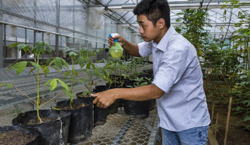HANOI, VIETNAM, 16 AUGUST 2016: Genetically engineered Cassava plants are transplanted in a experimental greenhouse at the Hanoi headquarters of the International center for Tropical Agriculture. CIAT’s mission is to reduce hunger and poverty, and improve human nutrition in the tropics through research aimed at increasing the eco-efficiency of agriculture. Backed by the Colombian government and Rockefeller, Ford, and Kellogg Foundations, CIAT was formally established in 1967 and began its research in 1969. CIAT’s staff includes about 200 scientists. Supported by a wide array of donors, the Center collaborates with hundreds of partners to conduct high-quality research and translate the results into development impact. A Board of Trustees provides oversight of CIAT’s research and financial management. CIAT develops technologies, methods, and knowledge that better enable farmers, mainly smallholders, to enhance eco-efficiency in agriculture. This makes production more competitive and profitable as well as sustainable and resilient through economically and ecologically sound use of natural resources and purchased inputs. CIAT has global responsibility for the improvement of two staplefoods, cassava and common bean, together with tropical forages for livestock. In Latin America and the Caribbean, research is conducted on rice as well. Representing diverse food groups and a key component of the world’s agricultural biodiversity, those crops are vital for global food and nutrition security. In its work on agrobiodiversity, the Center employs advanced biotechnology to accelerate crop improvement. Progress in our crop research also depends on unique collections of genetic resources– 65,000 crop samples in all – which are held in trust for humanity. Alongside its research on agrobiodiversity, CIAT works in two other areas – soils and decision and policy analysis – which cut across all tropical crops and production environments. Center soil scientists conduct research across scales – from fields and farms to production systems and landscapes – to create new tools and knowledge that help reduce hunger through sustainable intensification of agricultural production, while restoring degraded land and making agriculture climate smart. CIAT’s work on decision and policy analysis harnesses the power of information to influence decisions about issues such as climate change, linking farmers to markets, research impact assessment, and gender equity. (Photo by Brent Stirton/Reportage by Getty Images for Crop Trust)