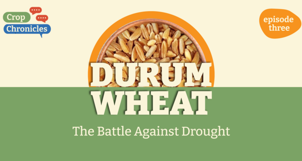 Crop Chronicles Podcast: Durum Wheat - The Battle Against Drought