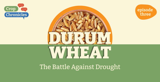 Crop Chronicles Podcast: Durum Wheat - The Battle Against Drought