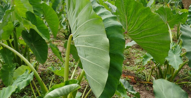 Supercharging the Next Generation of Climate-Smart Crops in Sub-Saharan Africa