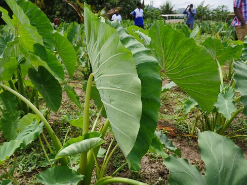 Supercharging the Next Generation of Climate-Smart Crops in Sub-Saharan Africa