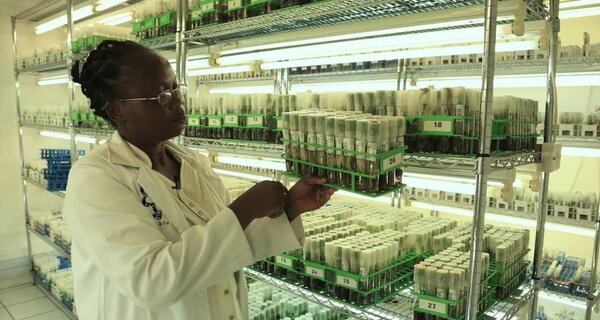 In vitro production of virus free planting for international distribution at IITA.