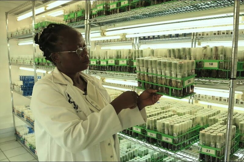 In vitro production of virus free planting for international distribution at IITA. 