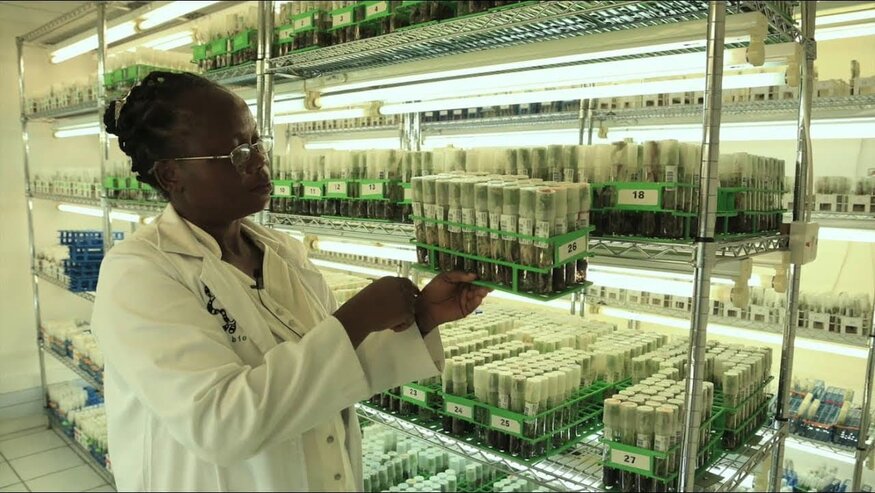 In vitro production of virus free planting for international distribution at IITA.