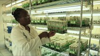 In vitro production of virus free planting for international distribution at IITA. 