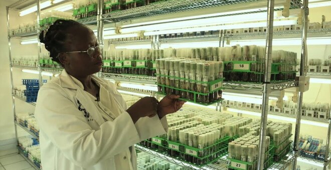 In vitro production of virus free planting for international distribution at IITA.