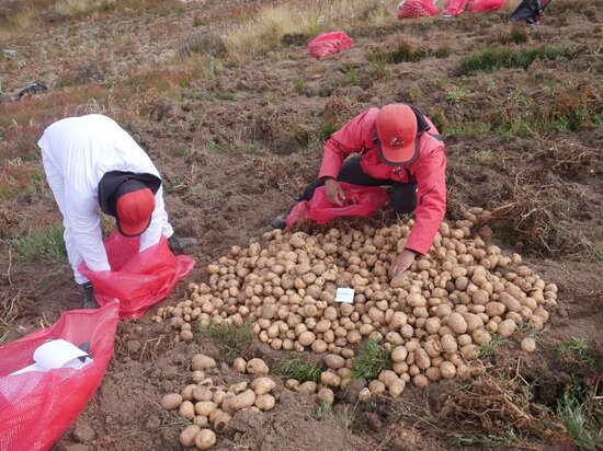 CIP-technicians collect potatoes in the field. 