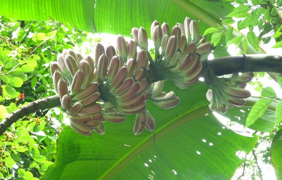 A wild banana species from Yunnan Province Photo: RBG Kew
