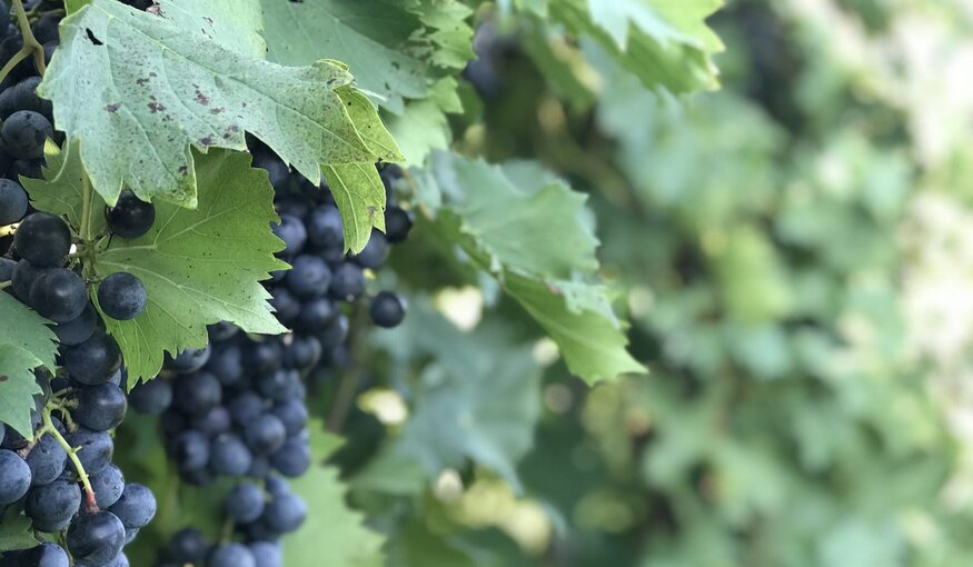 Wild Grapes Help Vineyards Face the Future