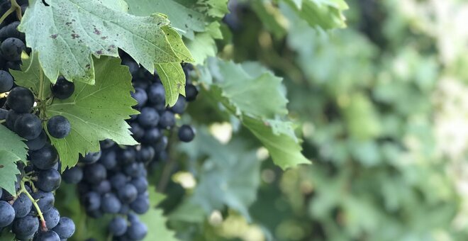 Wild Grapes Could Help Vineyards Face the Future