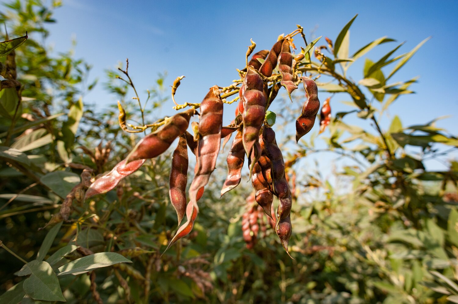Pigeon pea | Accessions in the Seed Vault: 13,043 | Accessions in genebanks globally: 15,574 (Photo by Michael Major/Crop Trust)