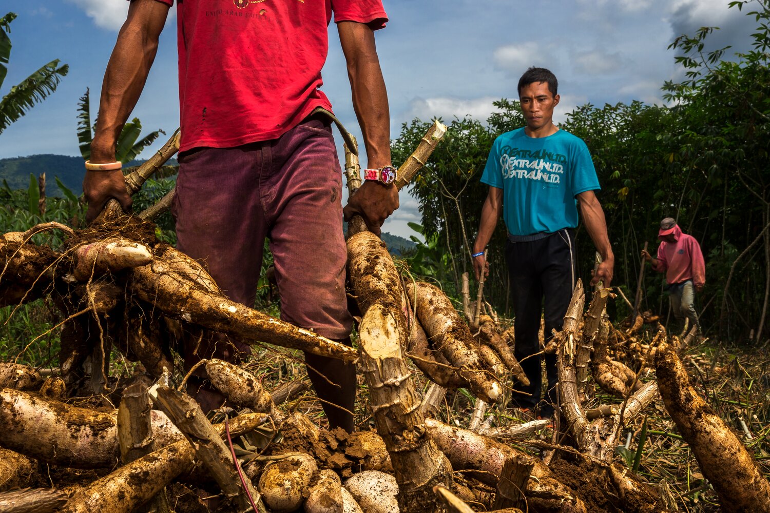 In Davao, on the Phillippines’ southern island of Mindanao, farmers are growing different varieties for human consumption and for animal feed, where it is replacing more expensive maize feeds. It has especially gained popularity since 2012, when Super Typhoon Bopha struck the region, confirming fears that the Philippines’ typhoon belt is shifting south under climate change. 