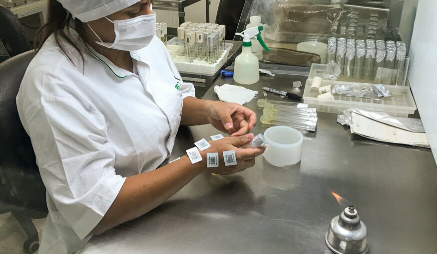 Despite the COVID-19 pandemic, a lab technician is busy at work at the Alliance of Bioversity International and CIAT genebank in Colombia. Photo: The Alliance