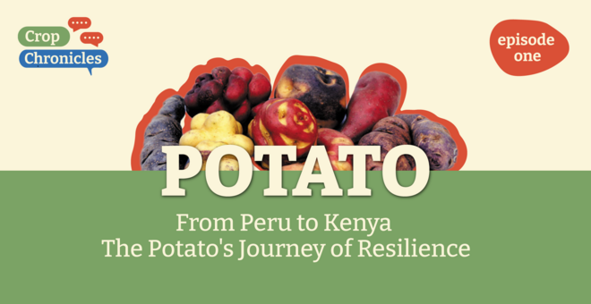 Crop Chronicles Podcast: From Peru to Kenya - The Potato's Journey of Resilience