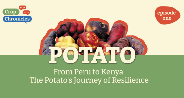 Crop Chronicles Podcast: From Peru to Kenya - The Potato's Journey of Resilience