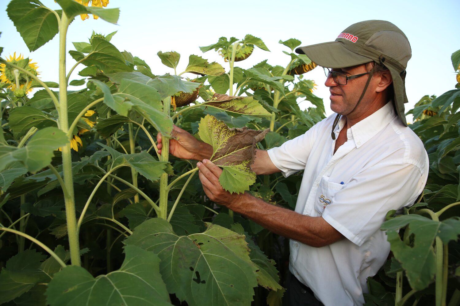 Day 4: In General Pico, La Pampa, we visited the Crop Wild Relatives trials, where our partners from INTA are evaluating new pre-breeding materials, searching for resistance to stem canker. Though present in Argentina since 1994, it wasn’t until 2016 that stem canker started affecting sunflower production. In this semi-arid region, losses of up to 45% yield and 15% of oil content have been estimated, says Andrés Corró Molas (pictured), Chief of INTA’s Rural Extension Office in General Pico.