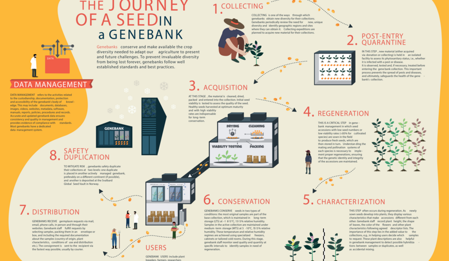 Inforgraphic: Journey of a Seed in a Genebank