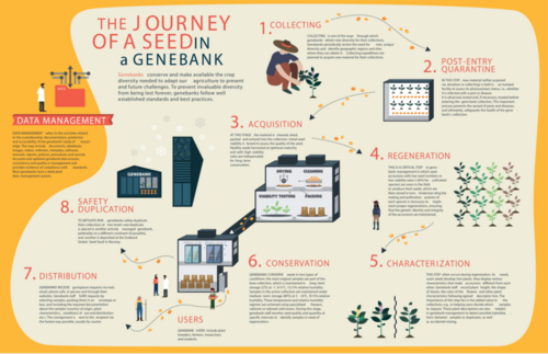 Infographic: Journey of a Seed in a Genebank