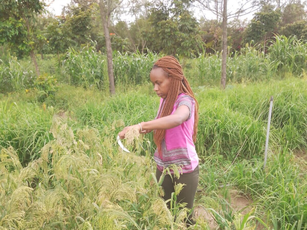 Woman harvesting millet.