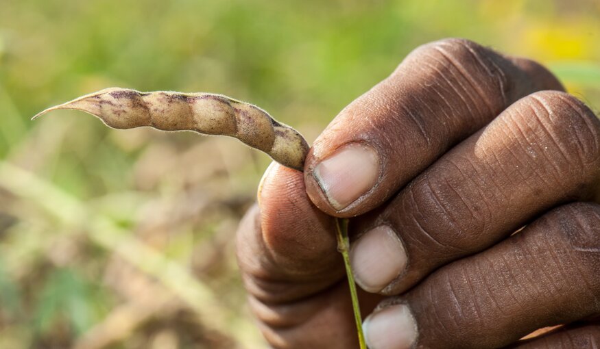 Pigeonpea: Food for Drought