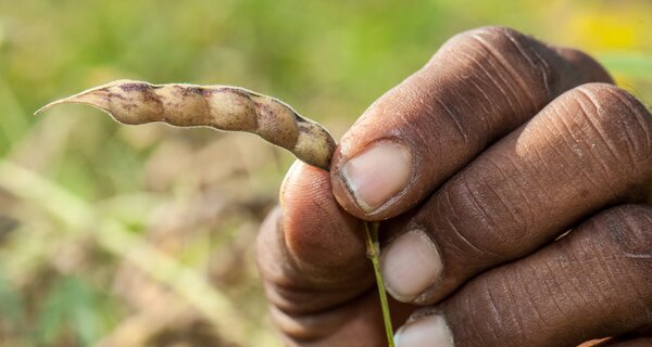 Pigeonpea: Food for Drought