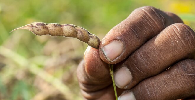 Pigeonpea: Food for Drought