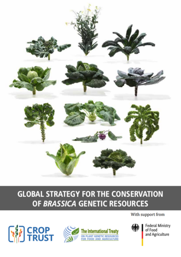A Global Strategy for the Conservation and Use of Brassica Genetic Resources