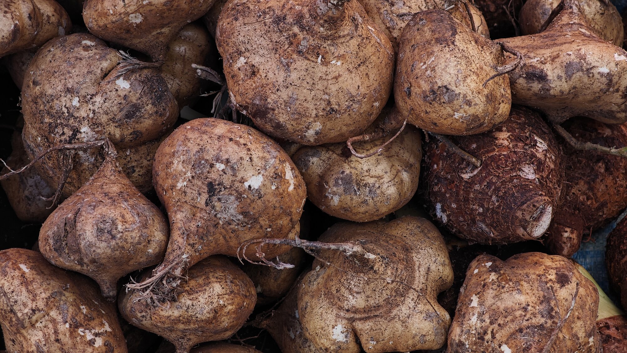 Minor yams - Crop Trust