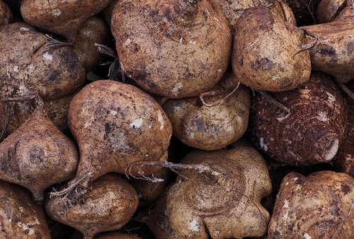 Minor yams
