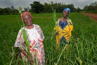 Two farmers of Kakamega County in Western Kenya, co-wives both named Mary Kwena, Mary Kwena One on the left and Mary Kwena Two on the right, bucked the trend of growing maize and sugarcane and planted finger millet instead due to its high nutritive and market values. Photo: Michael Major/Crop Trust