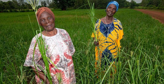 Two farmers of Kakamega County in Western Kenya, co-wives both named Mary Kwena, Mary Kwena One on the left and Mary Kwena Two on the right, bucked the trend of growing maize and sugarcane and planted finger millet instead due to its high nutritive and market values. Photo: Michael Major/Crop Trust