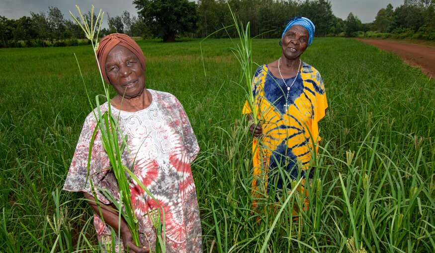 Two farmers of Kakamega County in Western Kenya, co-wives both named Mary Kwena, Mary Kwena One on the left and Mary Kwena Two on the right, bucked the trend of growing maize and sugarcane and planted finger millet instead due to its high nutritive and market values. Photo: Michael Major/Crop Trust