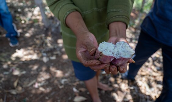Darwin Initiative-funded Sweetpotato Project