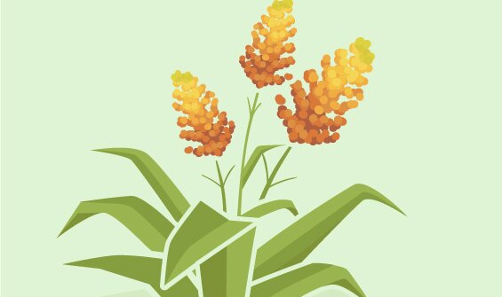 Sorghum