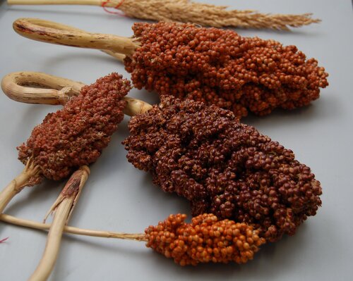 Sorghum