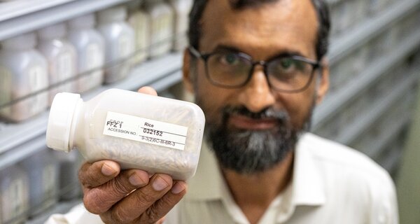From Genebank Shelves To Farmers’ Fields In Pakistan