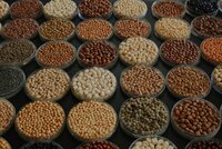 Diversity in chickpea