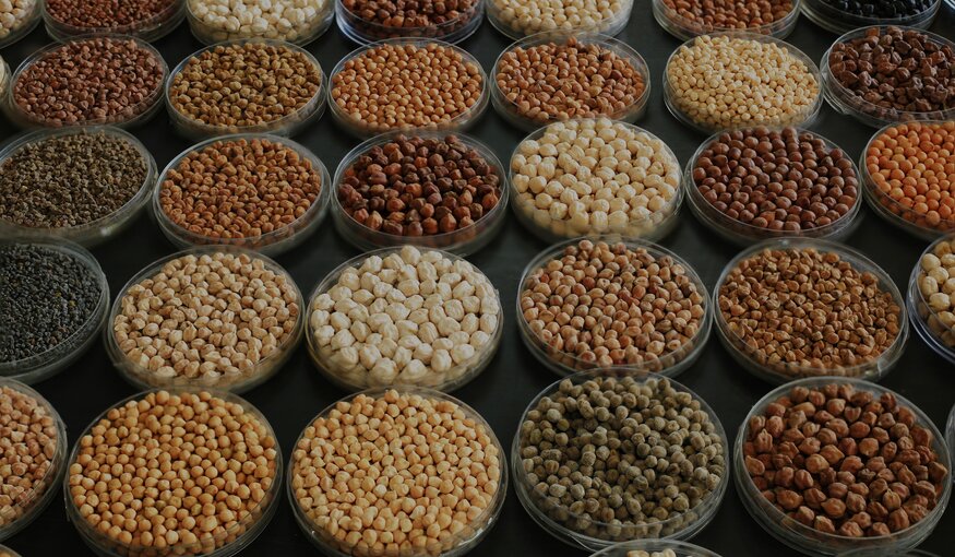 Diversity in chickpea