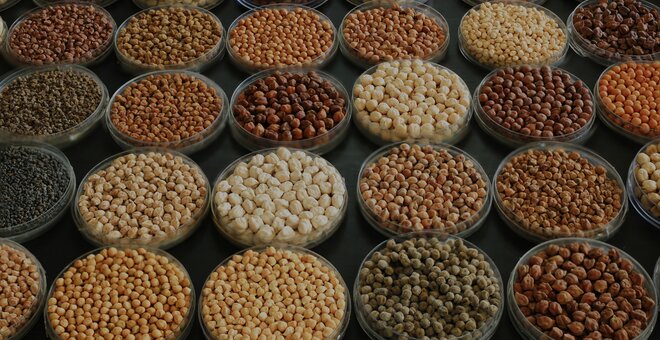 Diversity in chickpea