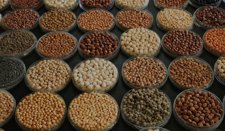 ICRISAT in India Ready for First Shipments to Safety Duplicate Genebank Collections